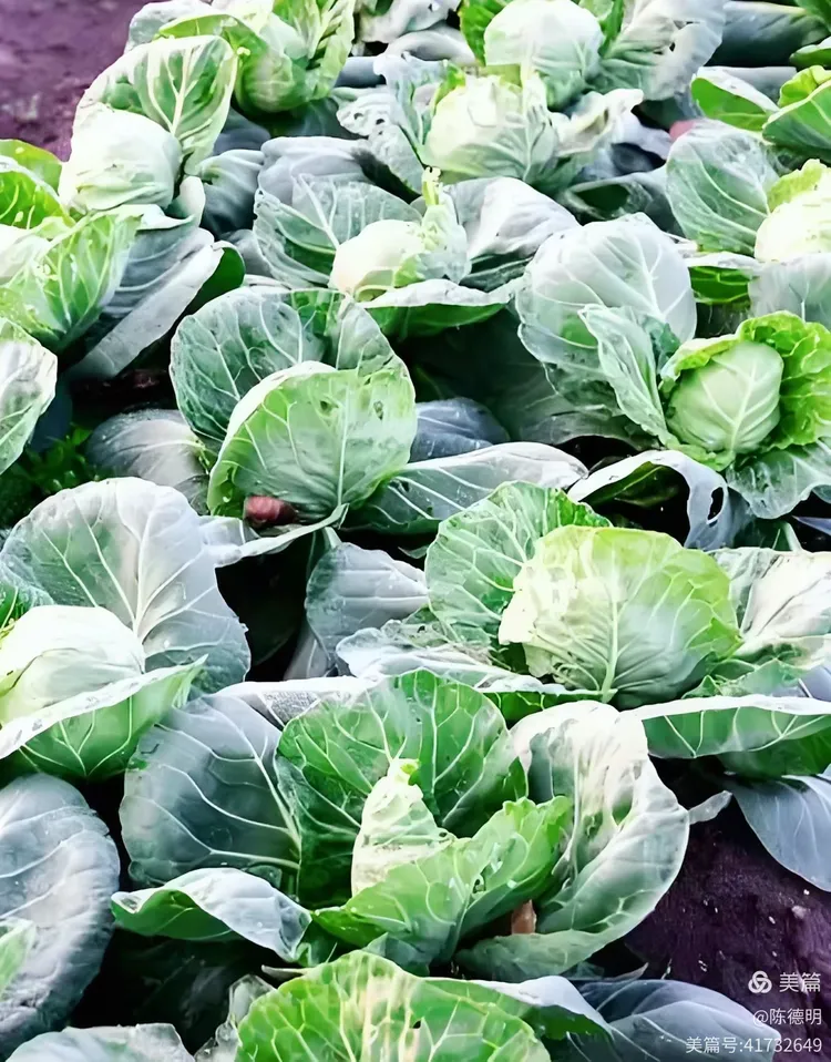 《甘蓝(卷心菜)》